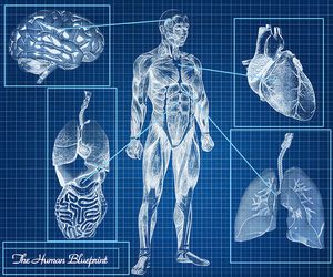 Vegetative Nervensystem